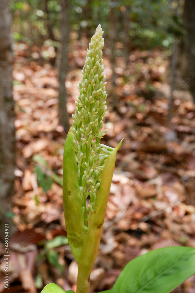 Galangal flower in the wild Galangal flower in the wild