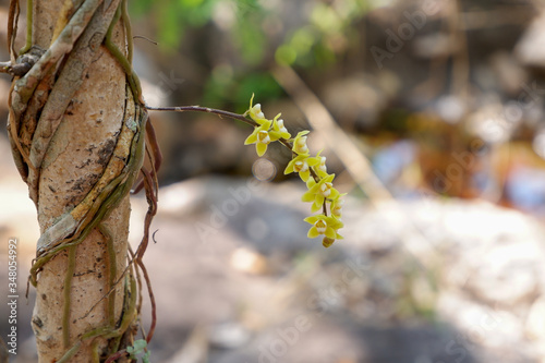 leafless orchid (Chiloschista viridiflava). Orchid flower in the forest