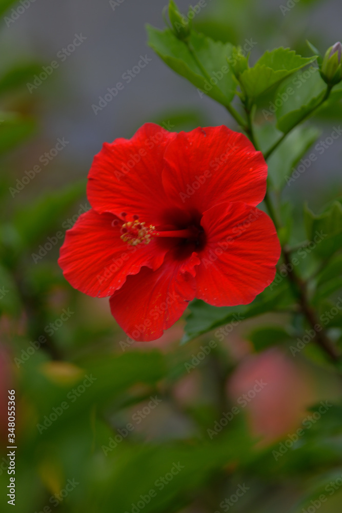 Close up Red hibiscus flowers