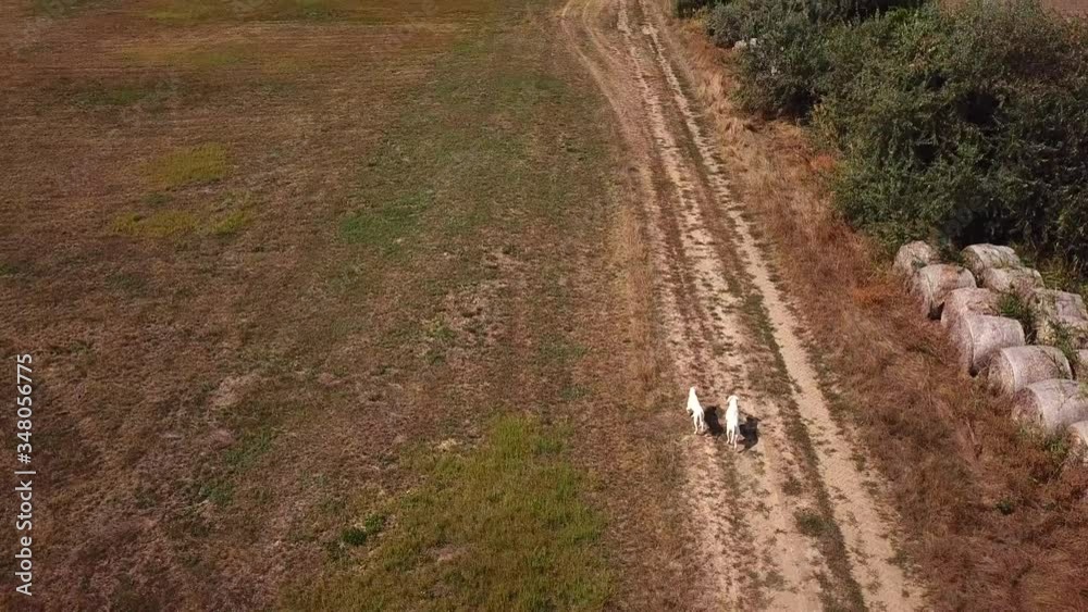 Aerial view of two Dogo Argentino dogs running on a country road Aerial view of two Dogo Argentino dogs running on a country road