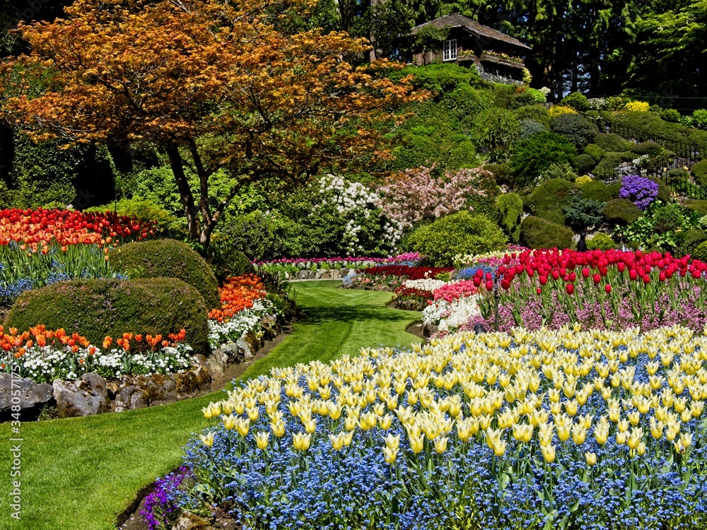Lush garden blooming in the spring with colorful tulips on the flower beds Lush garden blooming in the spring with colorful tulips on the flower beds