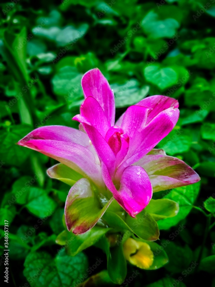 pink water lily