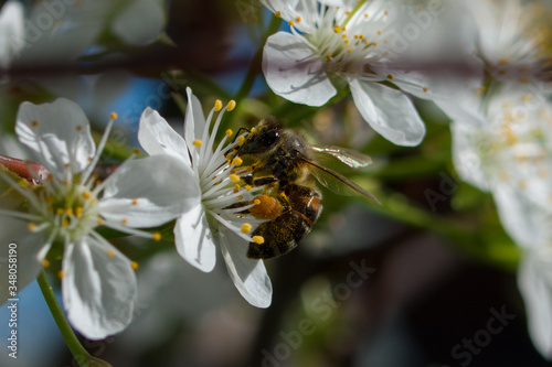 A bee pollinates flowers in the spring.