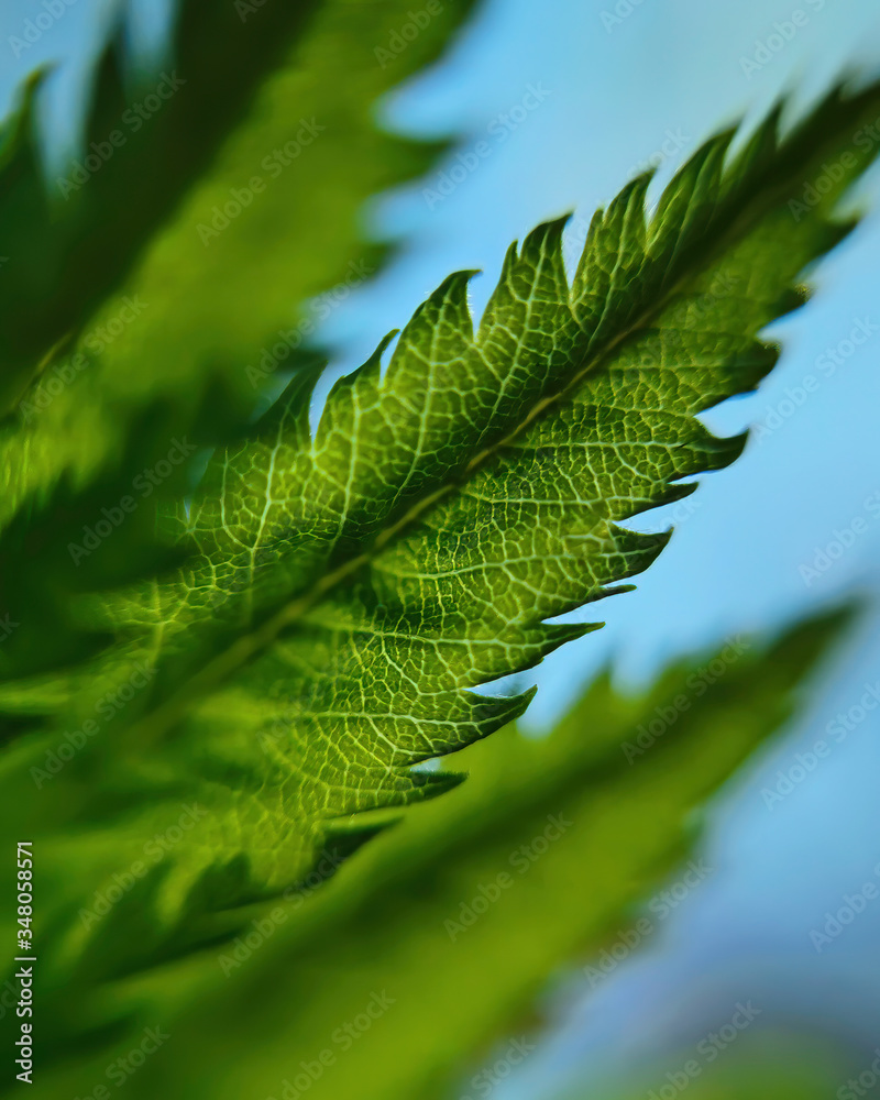 Fresh green leaves on a blue sky background with shining sun. Macro close up photo taken by phone and macro lens Fresh green leaves on a blue sky background with shining sun. Macro close up photo taken by phone and macro lens