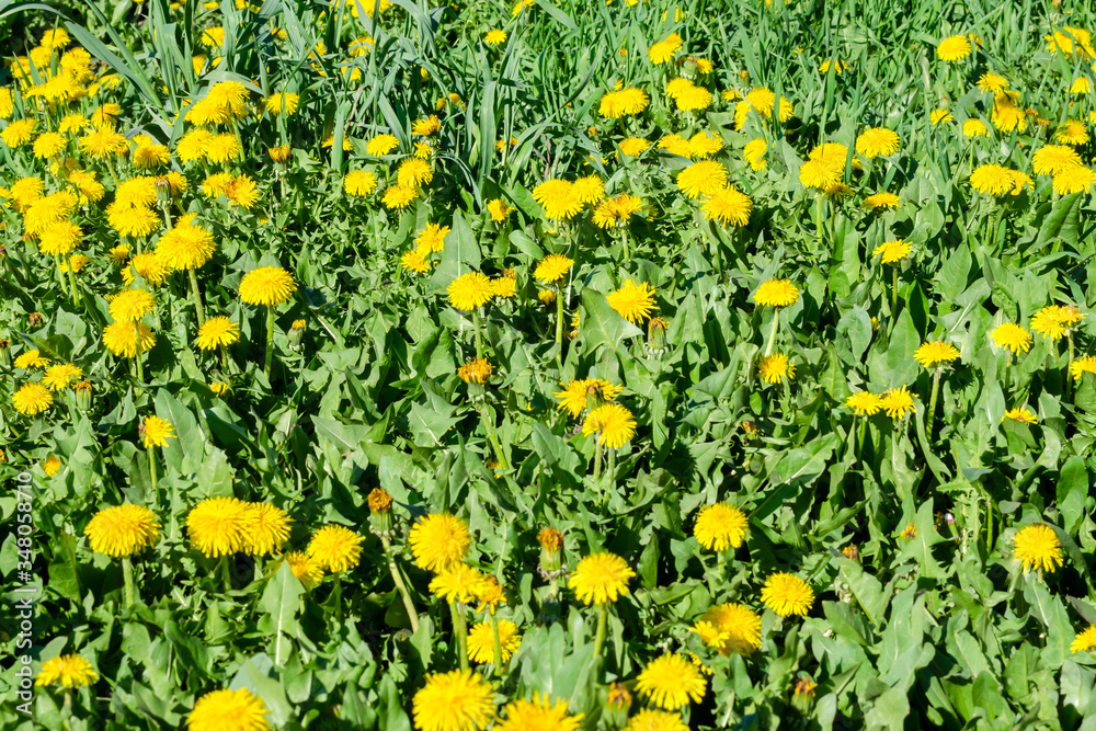 Edible fresh yellow blowball dandelion flowers, spring, summer