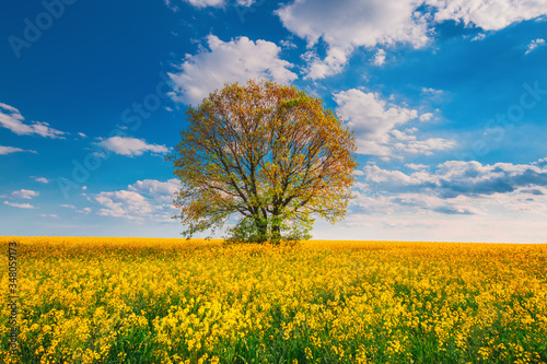 Rapeseed field with blossom trees and sky with clouds