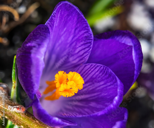 Blue Purple Crocus Blossom Blooming Macro Washington