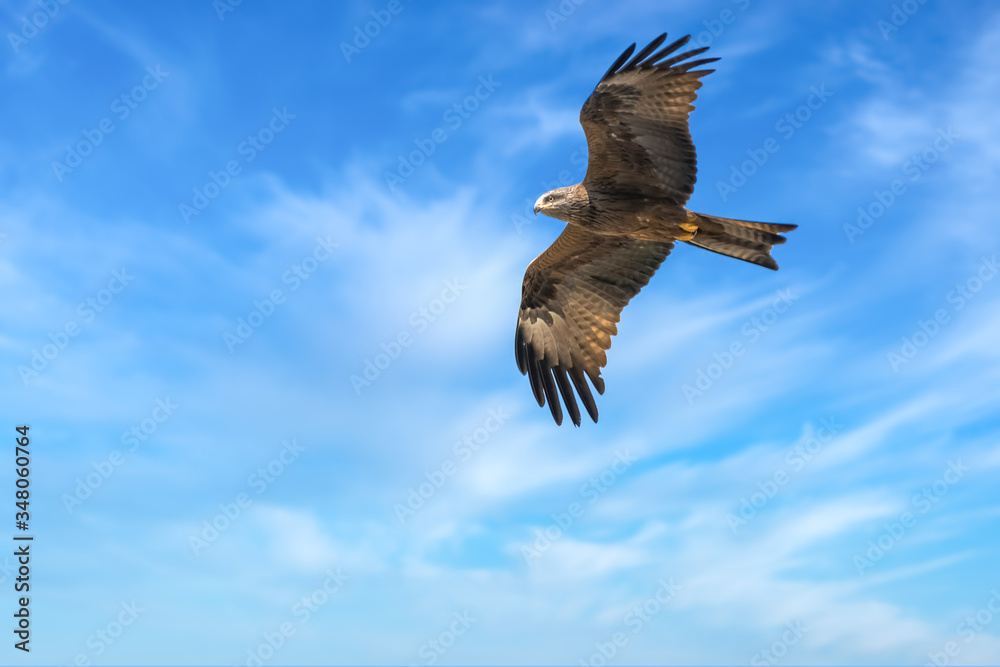 The majestic beauty of a buzzard in flight over the shores of the Upper Zurich Lake, Switzerland.