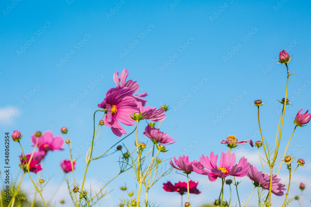 pink cosmos flower blooming in the field at morning