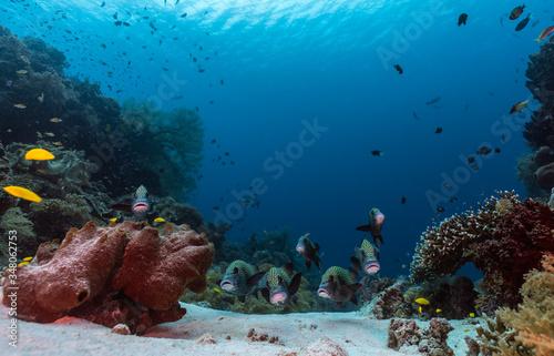 Harlequin sweetlips on a coral reef. Many spotted sweetlips, Plectorhinchus chaetodonoides, Wide angle photography photo