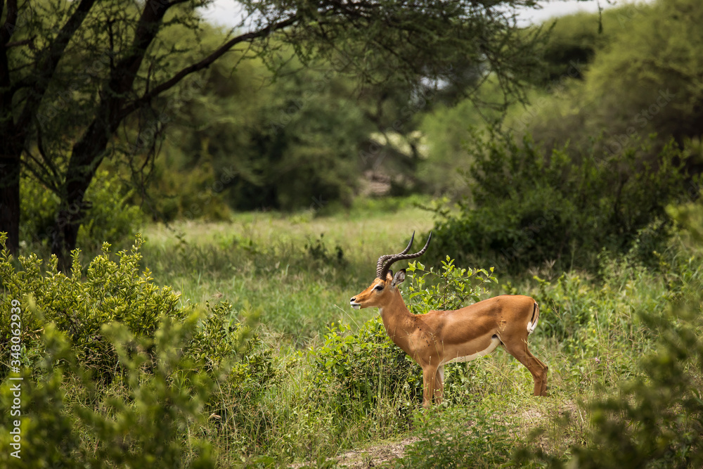 Closeup of Impala image taken on Safari located in the Tarangire, National park, Tanzania Closeup of Impala image taken on Safari located in the Tarangire, National park, Tanzania