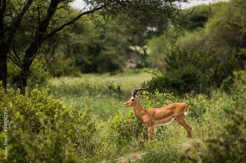 Fototapeta Naklejka Na Ścianę i Meble -  Closeup of Impala image taken on Safari located in the Tarangire, National park, Tanzania