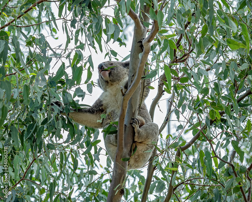 Photography A Female Australian Koala With Joey Reaching For Gum Leaves