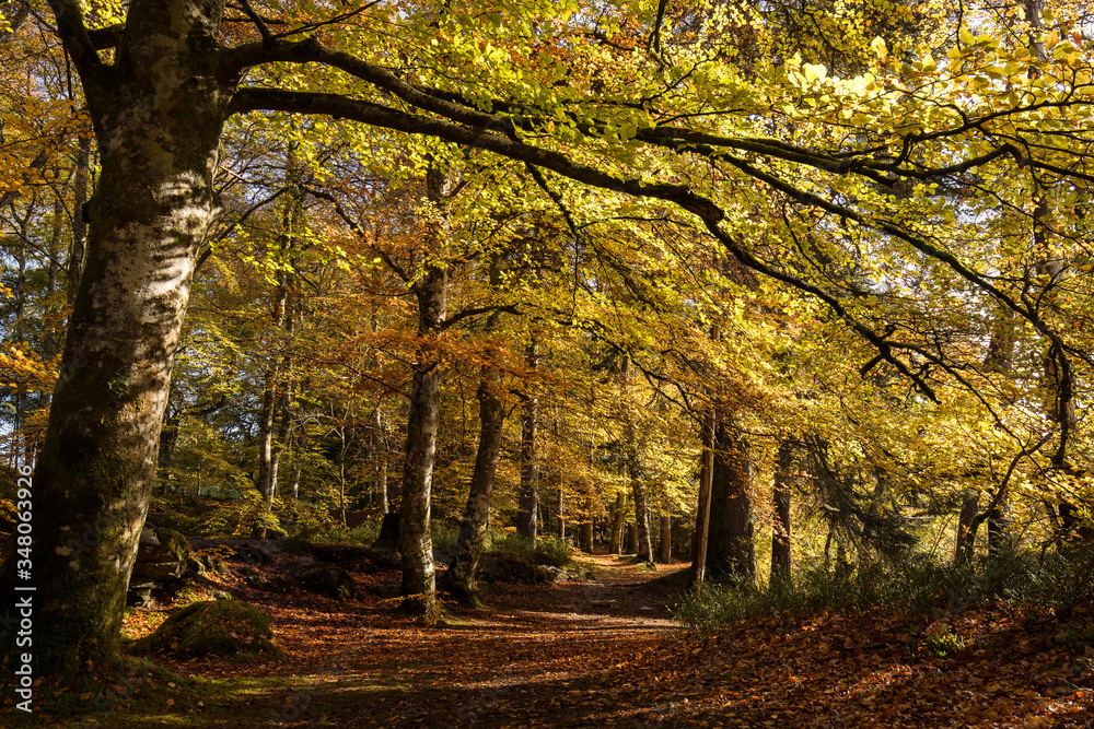 Fototapeta premium Autumn landscape in Highlands, Scotland, United Kingdom. Beautiful