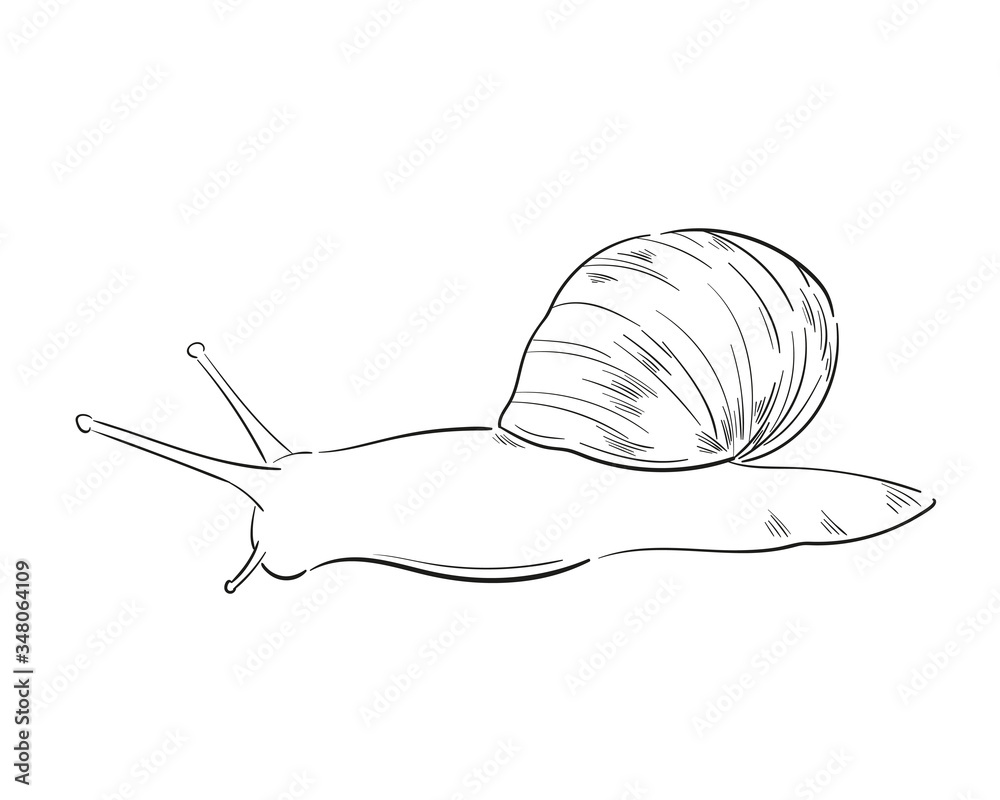 Hand-drawn vector snail illustration. Minimalist outline drawing. Sketch line art isolated on white background. Stylized engraved element for cosmetic packaging design, banner, logo, print.