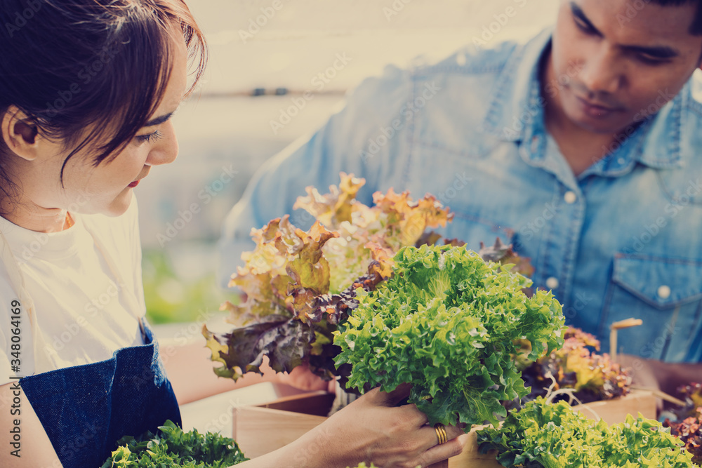 Young gardener checking freshly plants in farm; young farmer harvesting vegetables at morning Young gardener checking freshly plants in farm; young farmer harvesting vegetables at morning
