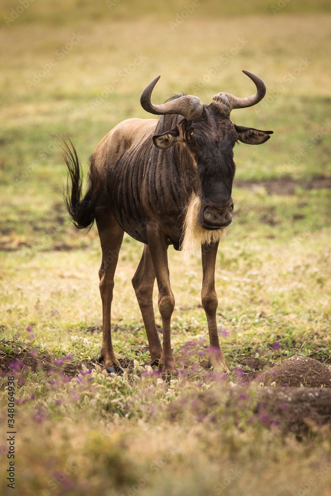 Single wildebeast during safari in National Park of Serengeti, Tanzania. Wild nature of Africa. Single wildebeast during safari in National Park of Serengeti, Tanzania. Wild nature of Africa.