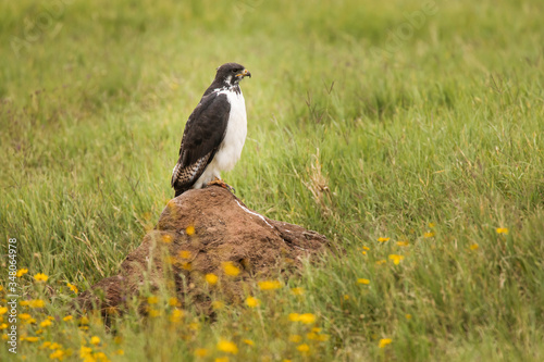Young hawk resting during safari in Ngorongoro National Park  Tanzania. Green grass and yellow flowers around it. Wild nature of Africa.