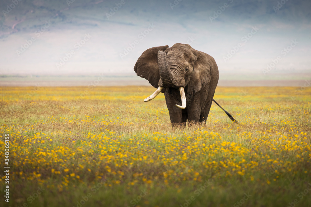 Elephant eating grass during safari in National Park of Ngorongoro