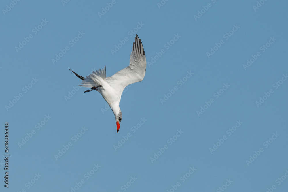 Caspian Tern hunting in New Zealand Caspian Tern hunting in New Zealand