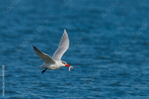 Caspian Tern hunting in New Zealand