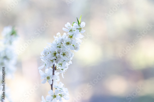 white flowers on a tree in spring