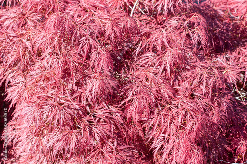 red leaves of a red emperor maple