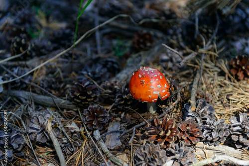 small fly agaric in a dark forest