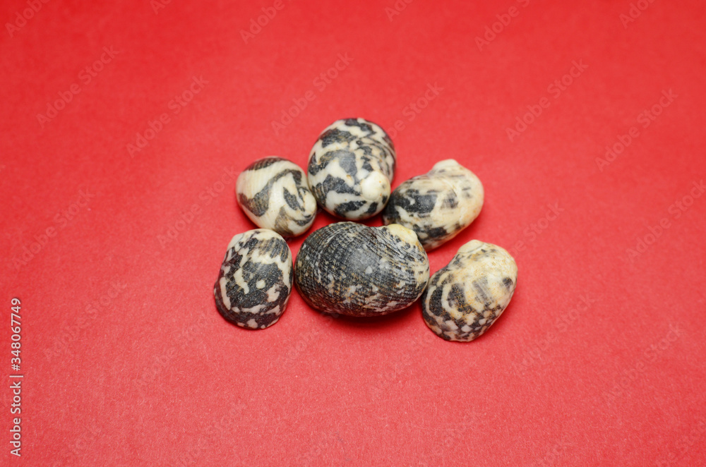 Sea shells on red background Sea shells on red background
