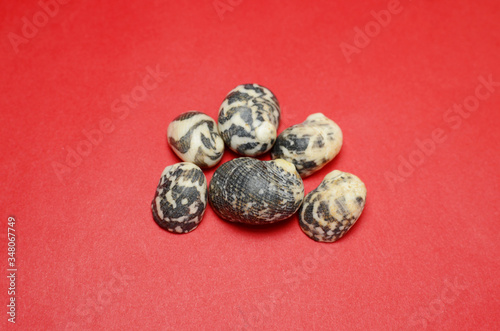 Sea shells on red background