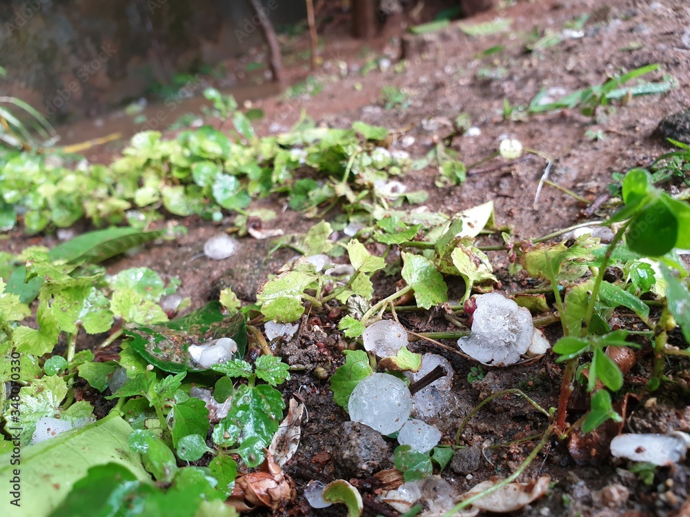 Hailstones fallen on ground where grass patches are present. A lovely shot of nature's after shower Hailstones fallen on ground where grass patches are present. A lovely shot of nature's after shower