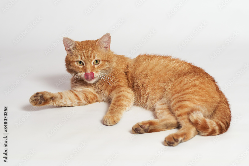 Beautiful red cat lying licks its lips on a white background