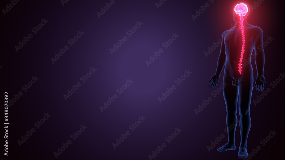 3d render of male human brain anatomy medical content 3d render of male human brain anatomy medical content