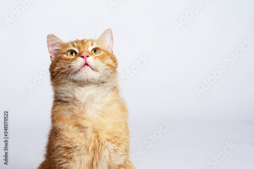 Portrait of a red cat who looks up while sitting on a white background