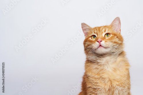 Portrait of a red cat who looks up while sitting on a white background