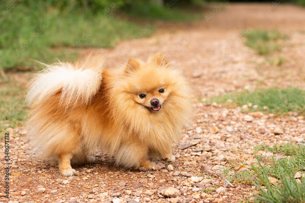 Cute dog pomeranian standing in garden and making funny face feeling so happiness and fun,Selective focus,Dog Friendly Concept.
