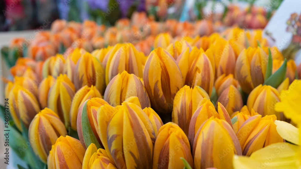 Green and yellow tulips macro close up Green and yellow tulips macro close up