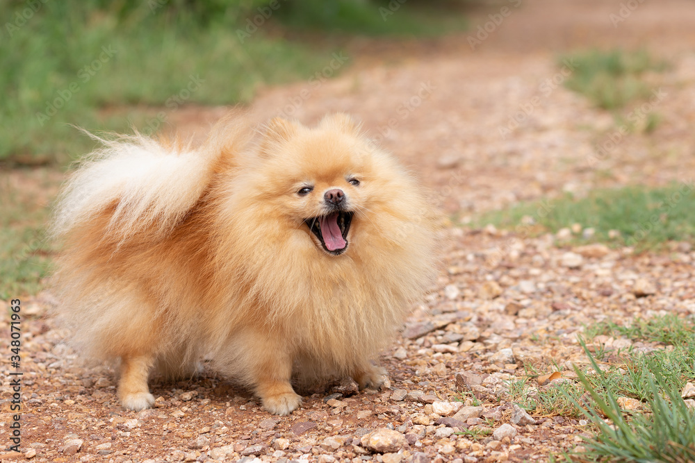 Cute dog pomeranian standing in garden and making funny face feeling so happiness and fun,Selective focus,Dog Friendly Concept.