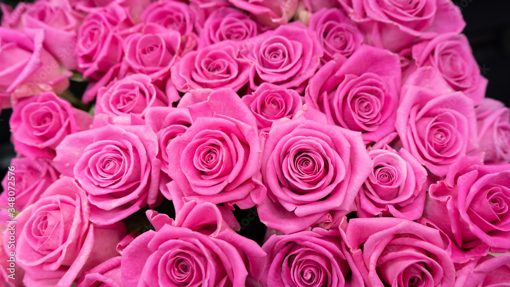 PInk roses macro close up