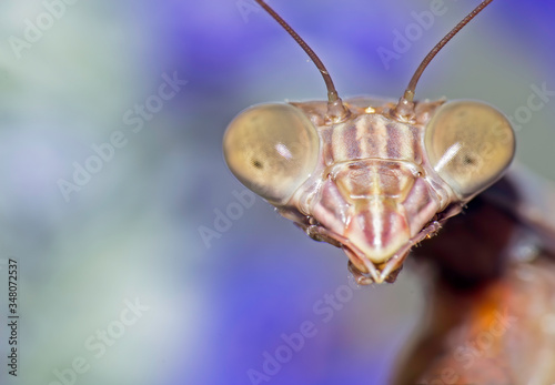 Macro shot of a praying mantis with blue flowers in the background