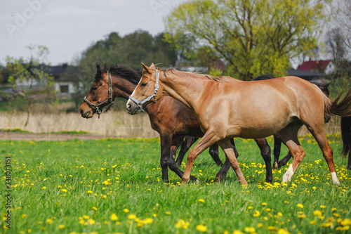 horses in herd running on pasture with green grass and dandelions in spring daytime