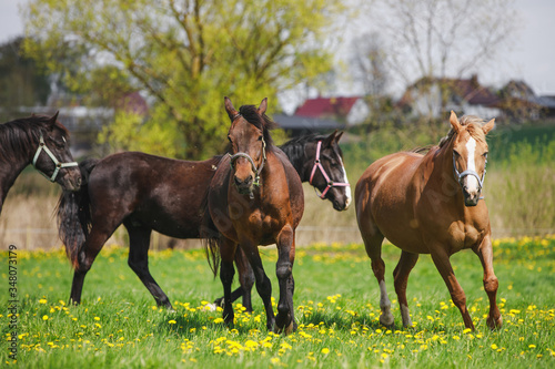 horses in herd running on pasture with green grass and dandelions in spring daytime