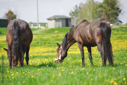horses in herd on pasture with green grass and dandelions in spring daytime