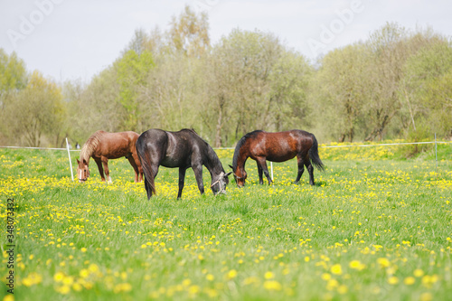horses in herd on pasture with green grass and dandelions in spring daytime