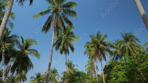Wallpaper Mural Beautiful tall palm trees on clear sky background. Torontodigital.ca