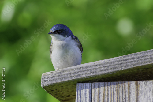 tree swallow perched on wooden bird house