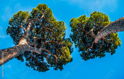 Photography Stone pines in Rome with blue sky