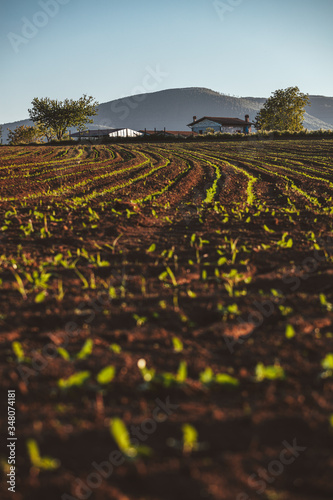 Small seedlings grow in the newly cultivated soil