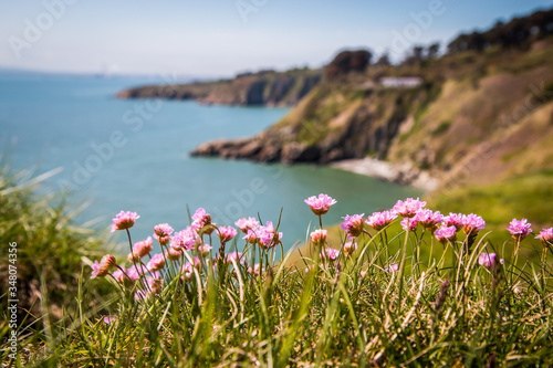Fototapeta Naklejka Na Ścianę i Meble -  Irish coast with flowers