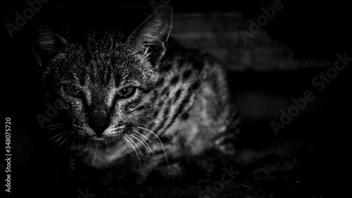 black cat on black background